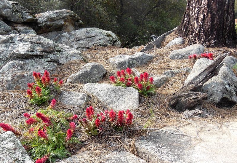 Wildflowers grow everywhere in the Park