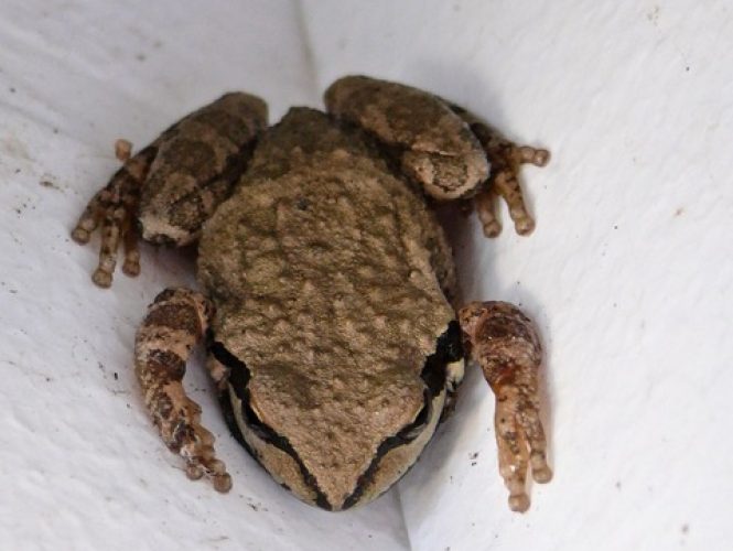 Sierran Tree frogs can often be found in site plumbing weather boxes