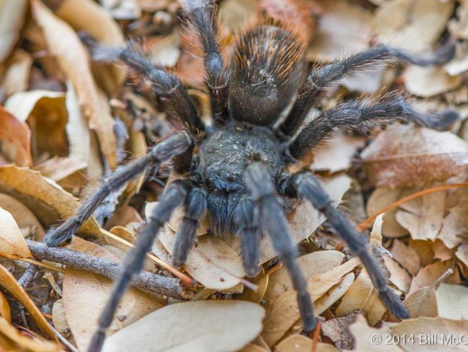 In October you may see harmless male Tarantulas lumbering along Park pathways and roads in search of a mate.