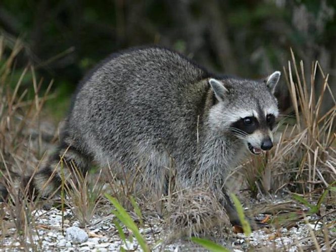 Raccoons are known to visit our park in search of easy meals.