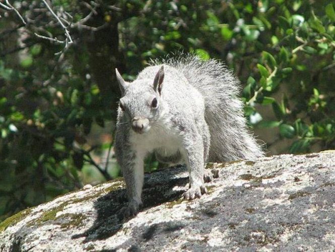 Always busy and entertaining, gray squirrels make Park Sierra trees their homes.